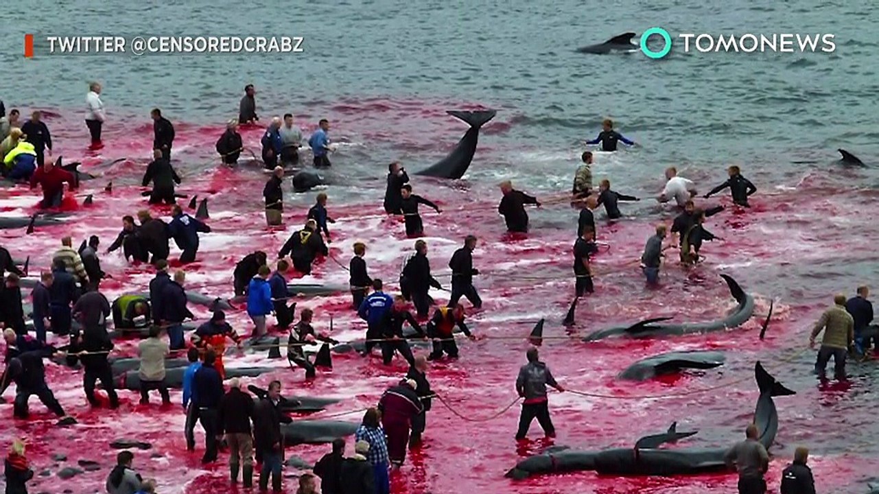 160 pilot whales and dolphins slaughtered in Faroe Islands