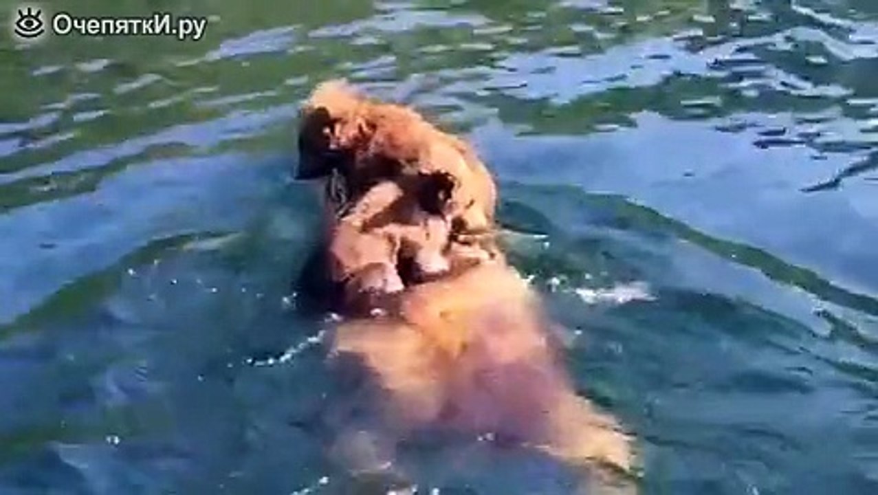Mom the teddy bear the steamer.
