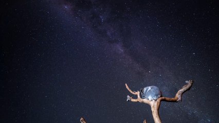Stunning timelapse shows koala sleeping underneath Milky Way galaxy