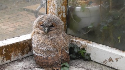 Sauvetage de chouettes hulottes