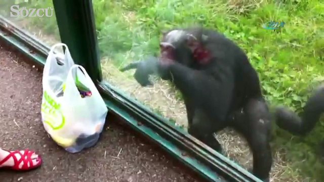 Ziyaretçiden içecek isteyen şempanze şaşırttı