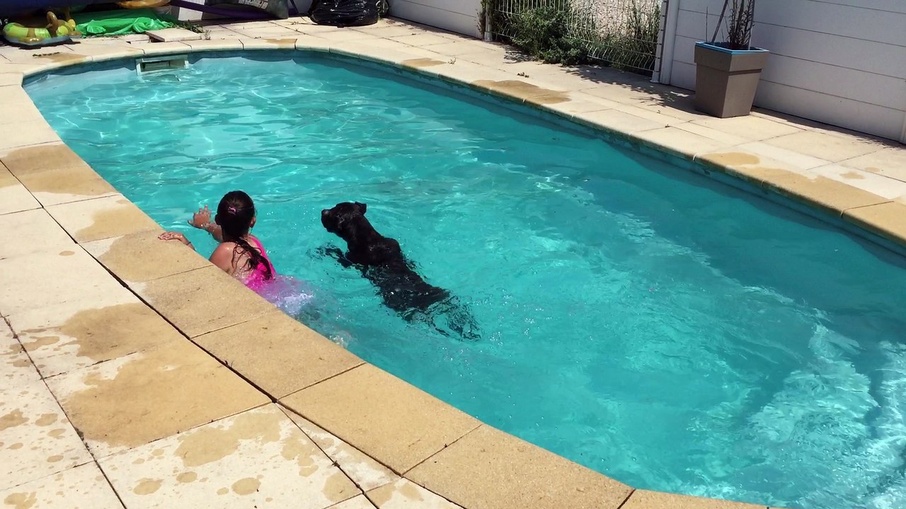 american staff - Jircka nage dans la piscine