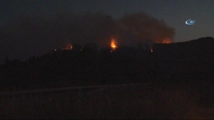 İzmir'deki Yangında Onlarca Zeytin Ağacı Zarar Gördü