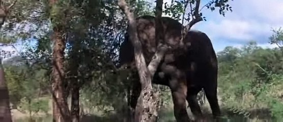Animals in Africa get drunk by eating ripe Marula fruit - YouTube