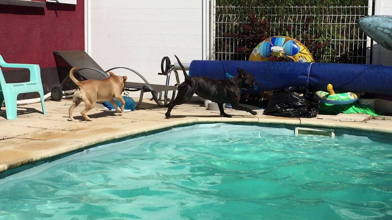 american staff - mère et fille à la piscine