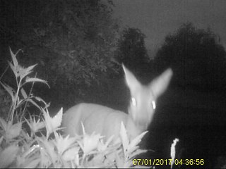 chevreuil dans la nuit
