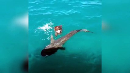 Tortuga marina consigue defenderse ante los ataques de un tiburón de gran tamaño