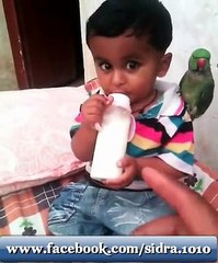 Parrot's sentiments for child