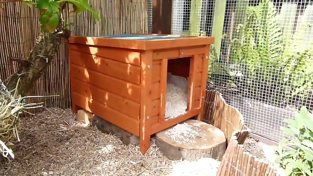 Guinea Pigs Outdoors   VLOG