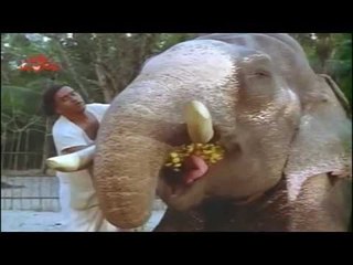 Raja Kills Kovilakam Elephants - "Kaattukuthira" Movie Scene 17