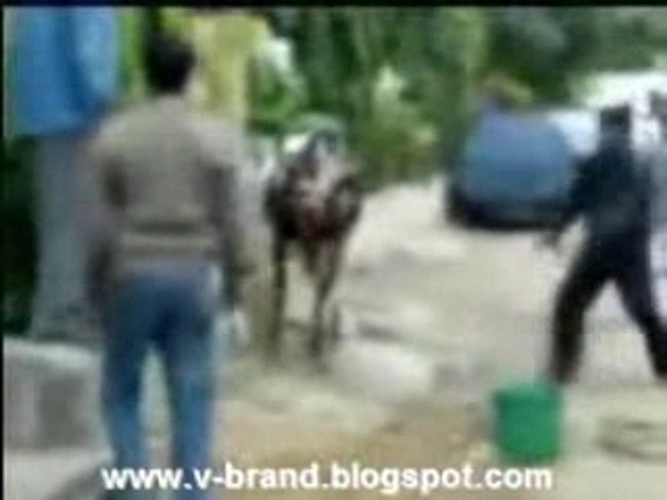 Wa Chaa..Kung Fu Cow