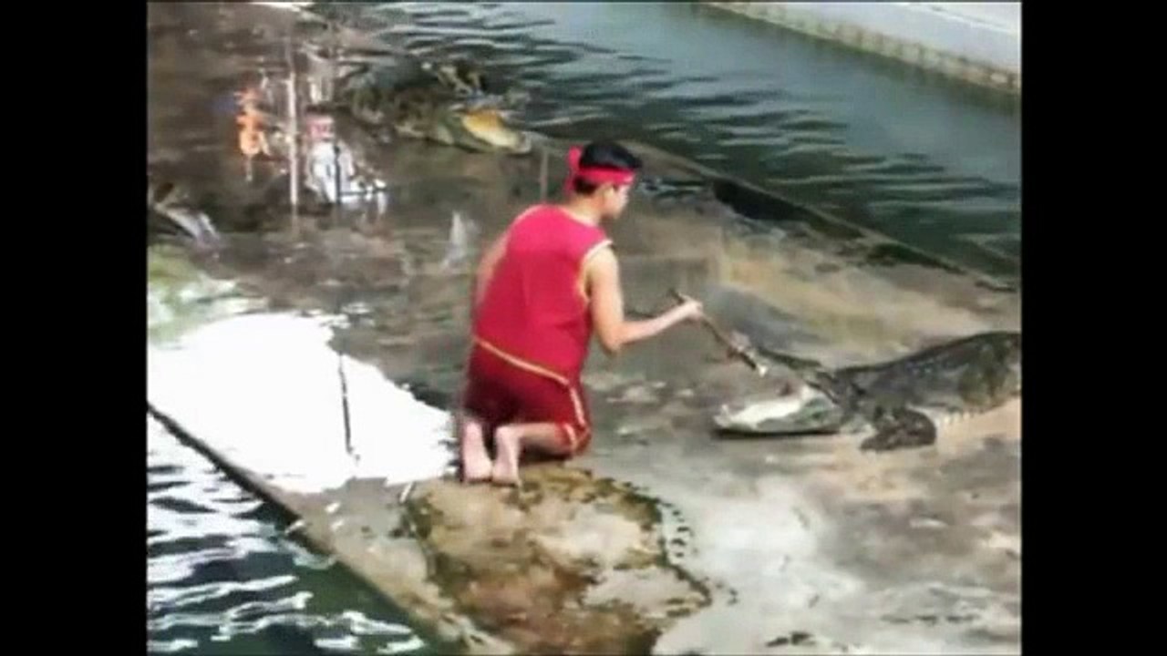 Troll crocodile and final :))