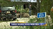 Three Dozen Dogs Rescued From Home in Wisconsin