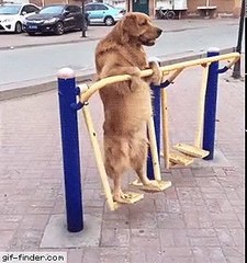 Gfycat GIFs GIF - Create, Discover and Share on Gfycat