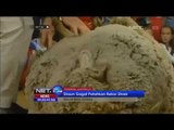 Rekor Wol Terbanyak dari Domba Asal Australia -NET24