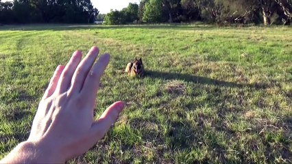 How To Tame a Wild Animal