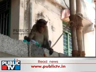 Mysore: Monkey Opens Water Bottle And Quenches Thirst