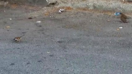 Anne Serçe ve Karganın Yavrularını Besleme Telaşı Kamerada