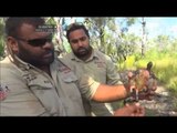 Kura-kura Jenis Jardine River Kembali Ditemukan di Cape York, Australia -NET12