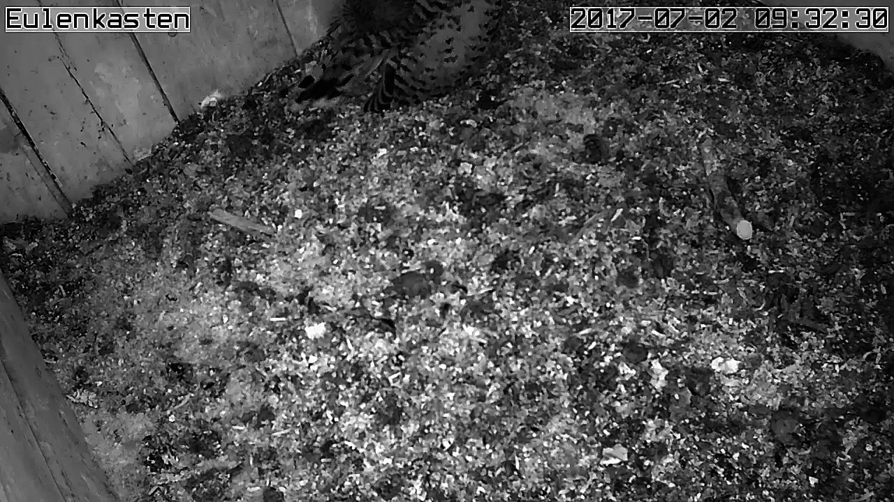 Turmfalken, 02.07.2017 #1