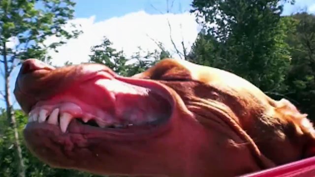 Quand nos chiens sortent la tête en voiture - Compilation