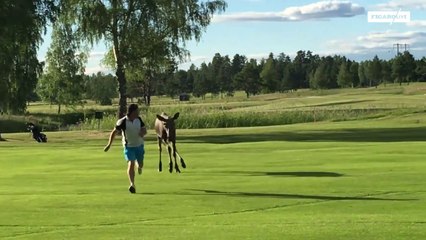 Quand un élan attaque un golfeur sur le green