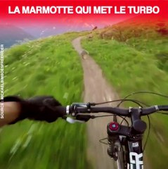 Une course entre un biker et une marmotte... Rapide la marmotte