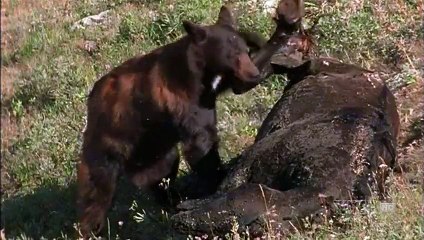 Clouds Legacy, The Wild Stallion Returns