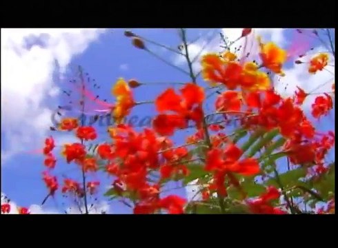 Aerial Trek Barbados - 1st Cut Caribbean Dream Traveler