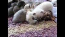 Kittens Talking and Playing with their Moms Comasdpilation _ Cat mom hu
