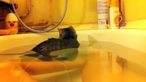Funny Cats Enjoying Bath _ Cats That LOVE Water asdCompilation