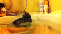 Funny Cats Enjoying Bath _ Cats That LOVE Water Codsampilation