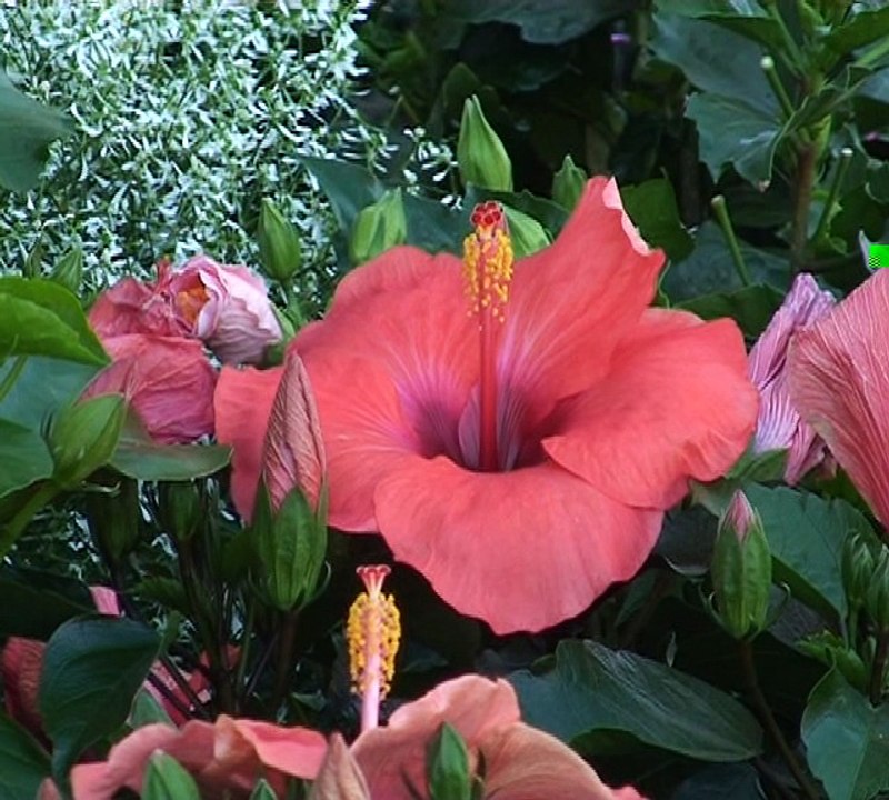 NOUVEAUTÉS CENTRE ESPACE MONTAUROUX ( Var 83 )