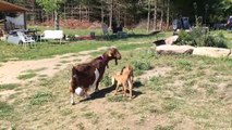 Twin Goat Kids Playing - Momma and Babdsaies
