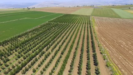 Elma & Armut Fidan Üretim Çiftliği