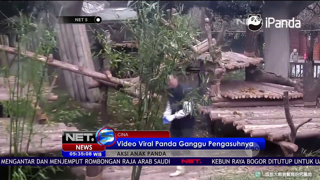 Panda lucu