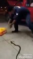 Animal Rescuer Catches Cobra In Empty Water Bottle