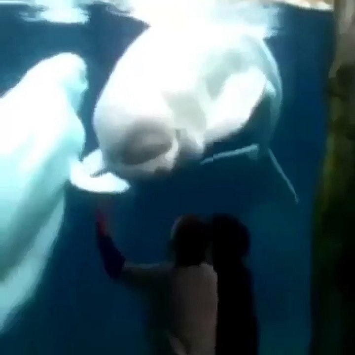 Funny Dolphin