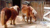 MINI Pvelhas Pônei Animais Engraçados _ Pigs Sheep Little Pony