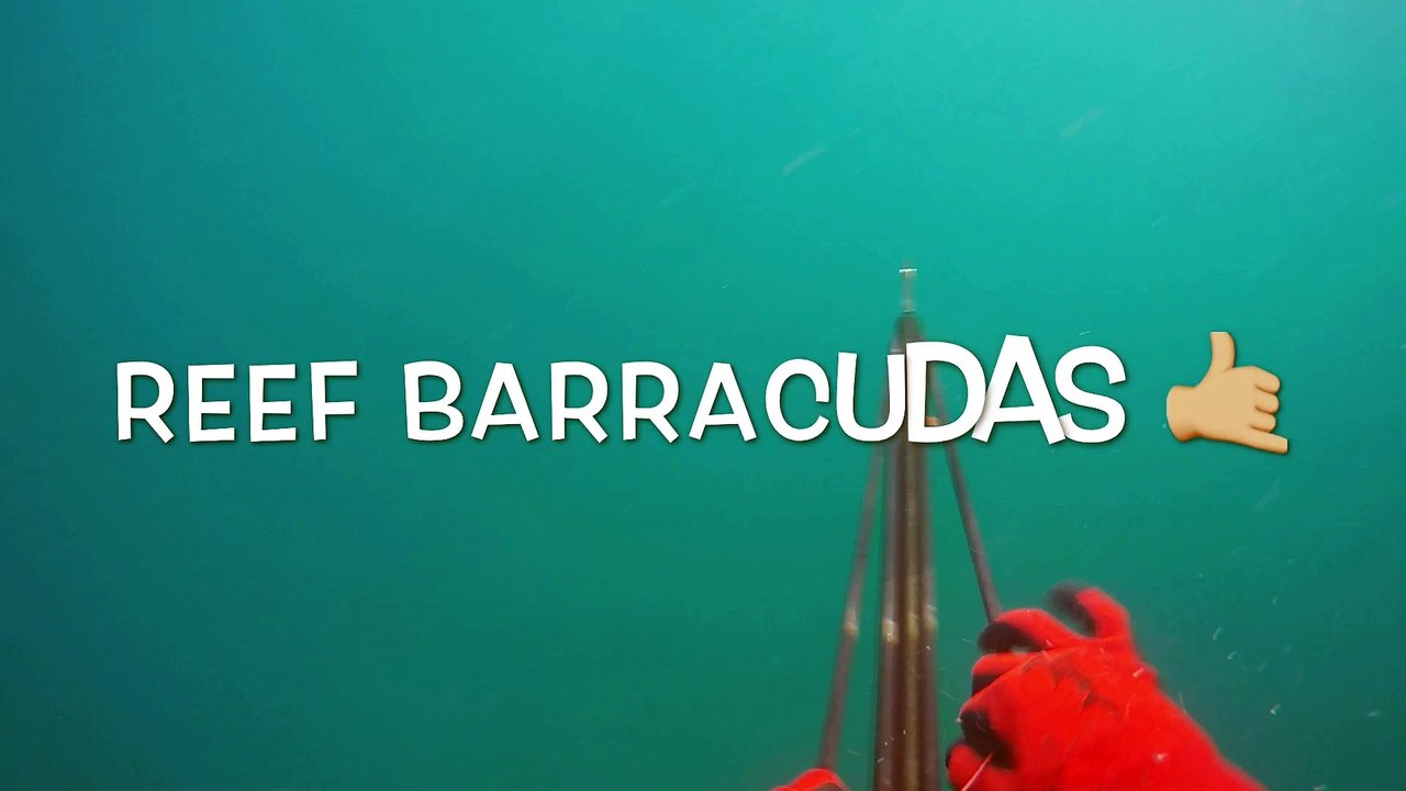 Reef Barracudas - Spearfishing Kuwait
