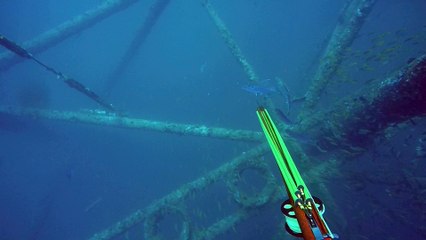 Kill Shots by KAP Speargun - Kuwait Spearfishing