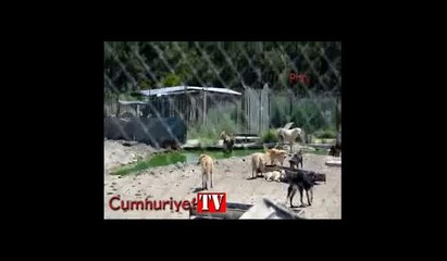 İzmir'de yangının tehdit ettiği hayvan barınağı için önlem alındı