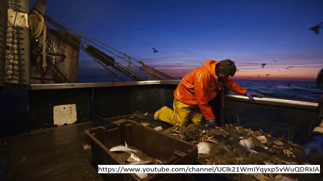 No French or Spanish boats in our waters! Michael Gove to ban foreign fishing post Brexit