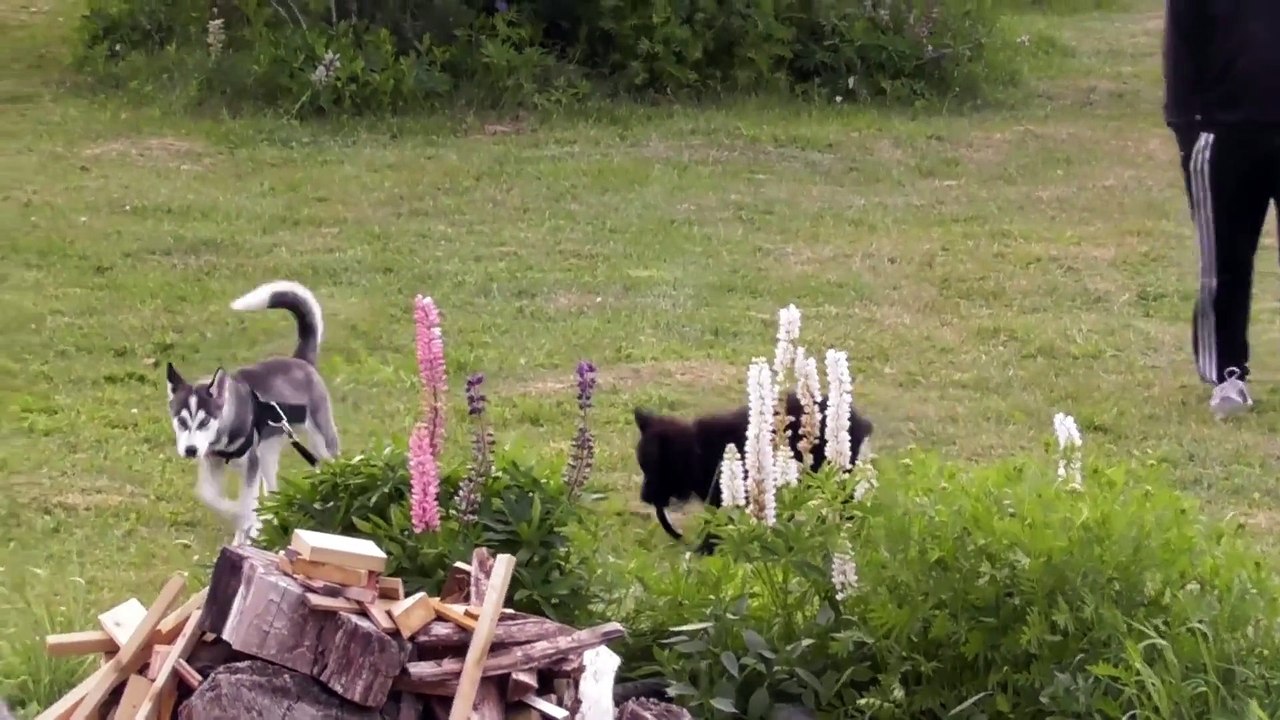 Puppy walks husky friend on leash