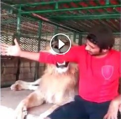 Dubai Prince Playing with his Pet Lions