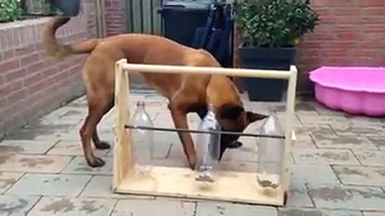 Je ferai n'importe quoi pour manger ça