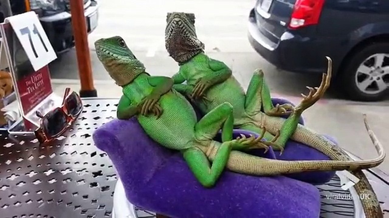 Des lézards en mode Tranquille! Et ouais c'est les vacances