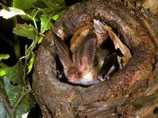 Urban Bats Get Smarter with New Sensors at Queen Elizabeth Olympic Park 🦇