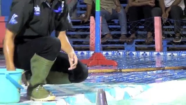 Dolphins At Circus Jumping Through Rings Of FIRE