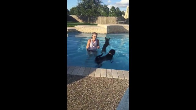 Un yorkshire saute sur un autre chien dans une piscine